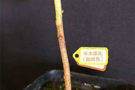怎么使杜鹃花扦插成活