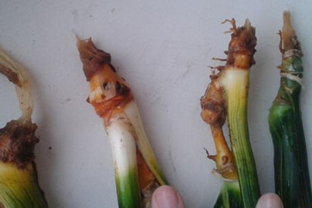 虎皮兰怎么浇水