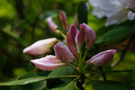 杜鹃花长花苞怎么养护