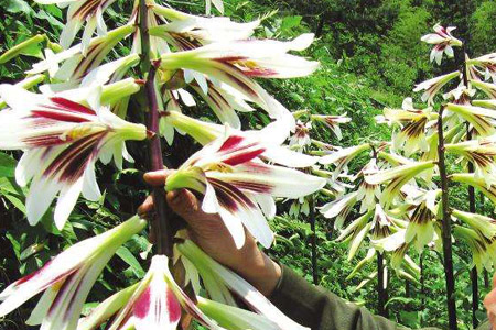 盆栽百合花怎么浇水