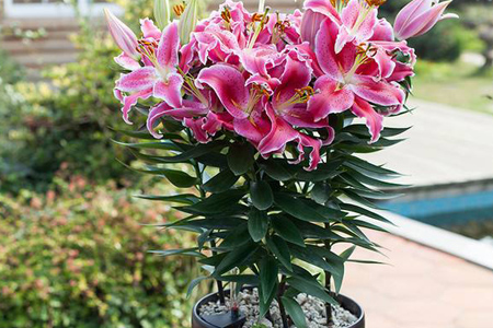 百合花盆栽能养几年