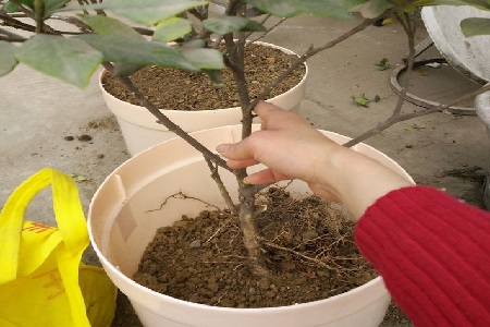 栀子花怎么分株