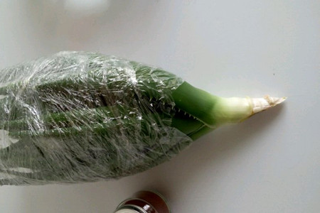 芦荟怎么扦插