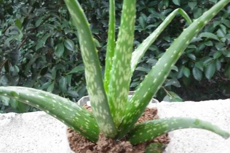 芦荟叶子软了解决办法