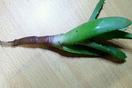 芦荟烂根解决办法