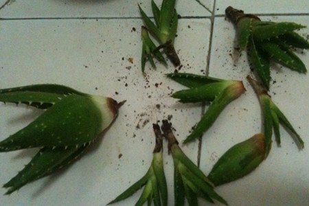 芦荟烂根解决办法
