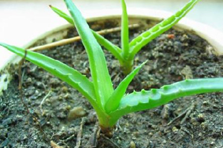 芦荟烂根解决办法