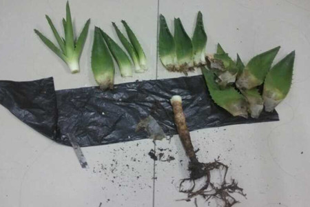 芦荟烂根解决办法