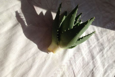 芦荟烂根解决办法