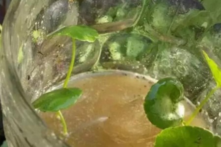 铜钱草怎么养