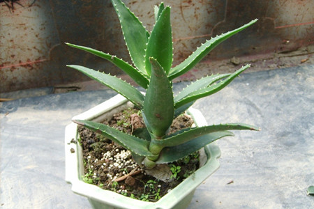 芦荟烂根解决办法