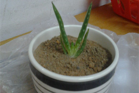 芦荟怎么种植