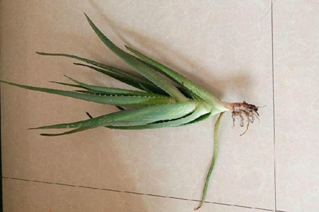 芦荟怎么种植
