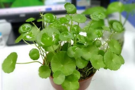 铜钱草怎么分盆