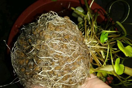 睡莲怎么分株
