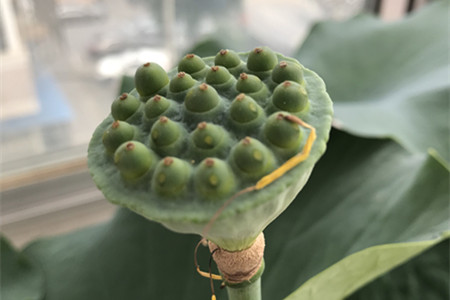 荷花是怎么播种的