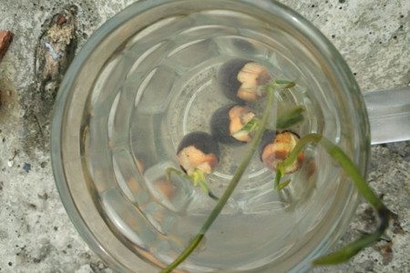 荷花是怎么播种的