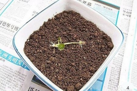 铜钱草怎么繁殖