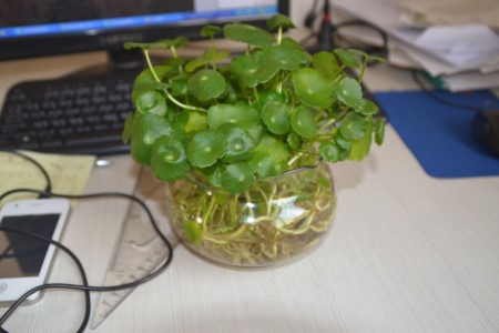 铜钱草怎么繁殖