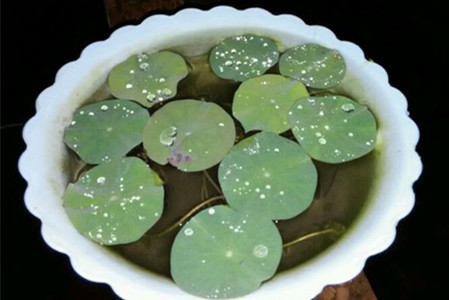 荷花冬天会冻死吗