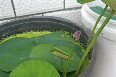 荷花怎么施肥