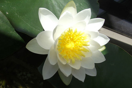 睡莲怎么养