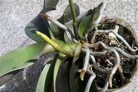 蝴蝶兰的根烂了解决办法