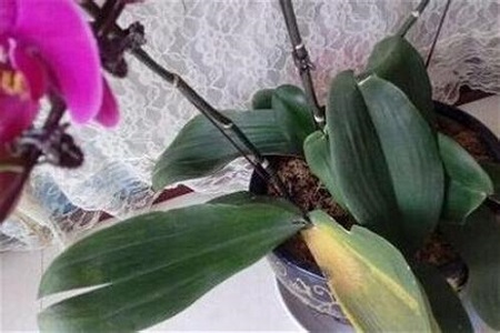 蝴蝶兰的根烂了解决办法