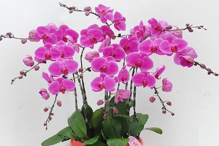 蝴蝶兰花怎么养