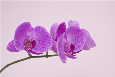蝴蝶兰花怎么养