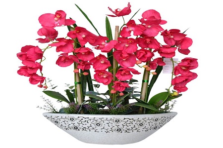 蝴蝶兰花怎么养