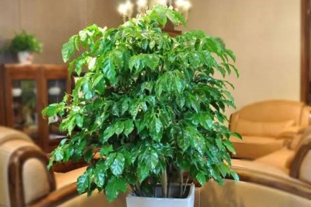 平安树夏天怎么养