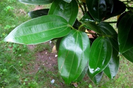 平安树多长浇一次水