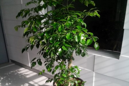 平安树多长浇一次水