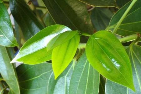 平安树多长浇一次水