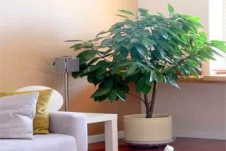 平安树夏天怎么养