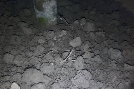 平安树多长浇一次水