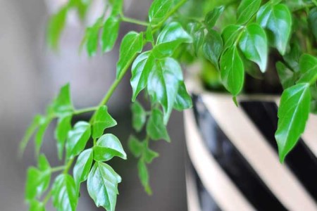 平安树夏天怎么养