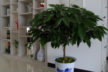 平安树夏天怎么养