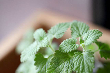 薄荷水浇多了怎么补救
