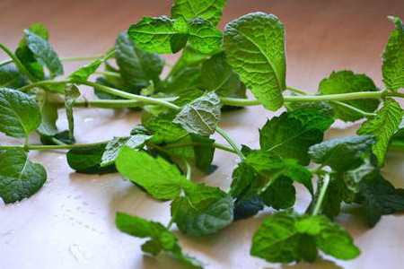 薄荷水浇多了怎么补救