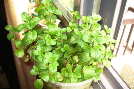 薄荷水浇多了怎么补救