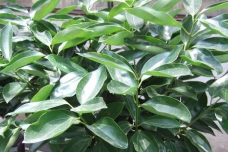 平安树怎么养才茂盛