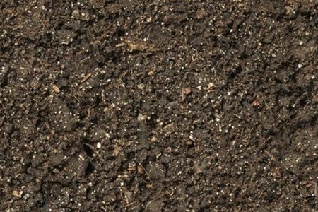 平安树怎么浇水