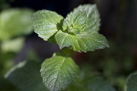 薄荷长得太高解决办法