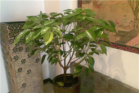 平安树怎么浇水