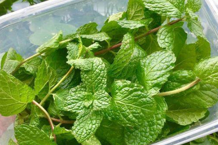 薄荷长得太高解决办法