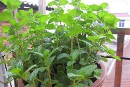 薄荷长得太高解决办法