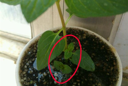 薄荷长得太高解决办法