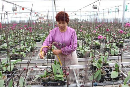 蝴蝶兰浇水的良好办法